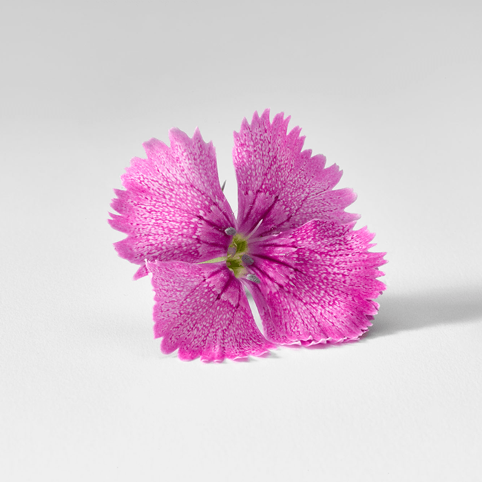 flor comestible clavel
