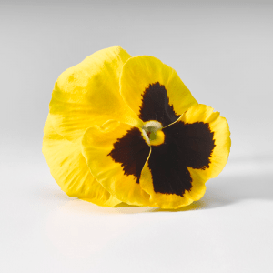 flor pensamiento comestible