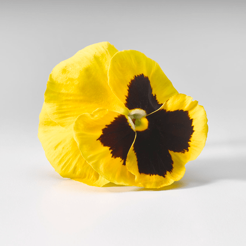 flor pensamiento comestible