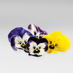 Flor Pensamiento Mini Comestible