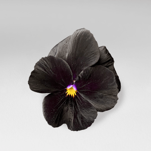 Flor Pensamiento Mini Negro Comestible