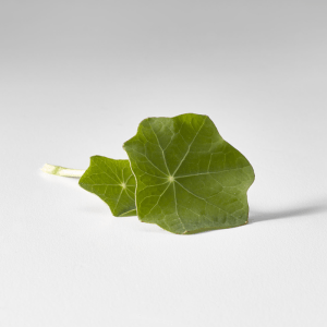 Hoja Baby Capuchina