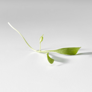 cilantro