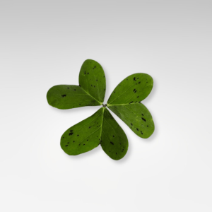Hoja Baby Oxalis