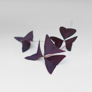 Hoja Baby Oxalis Morado