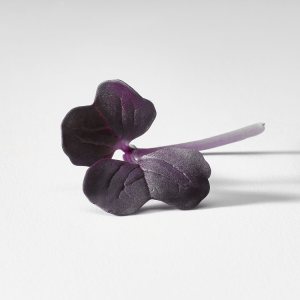 Brote Rábano Morado