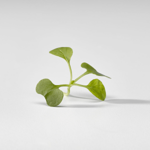 Brote Pakchoi