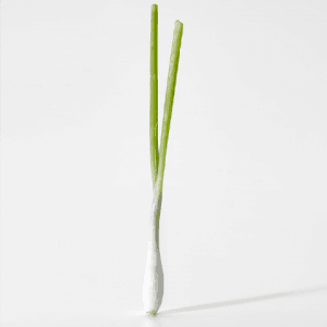 micro cebolla