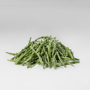 Salicornia fresca
