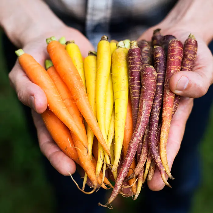 mix de zanahorias