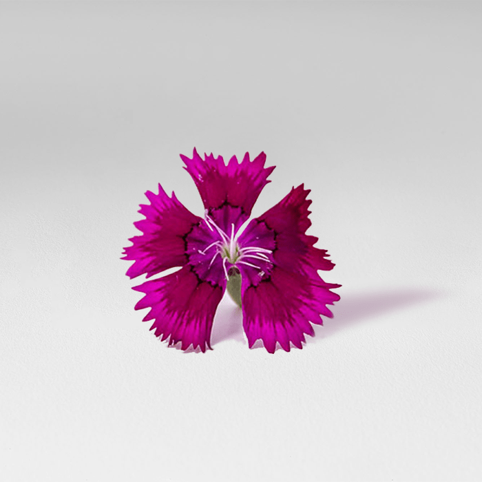 Flor-Clavel-Morado