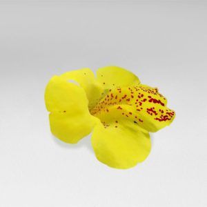 Flor Mimulus Comestible