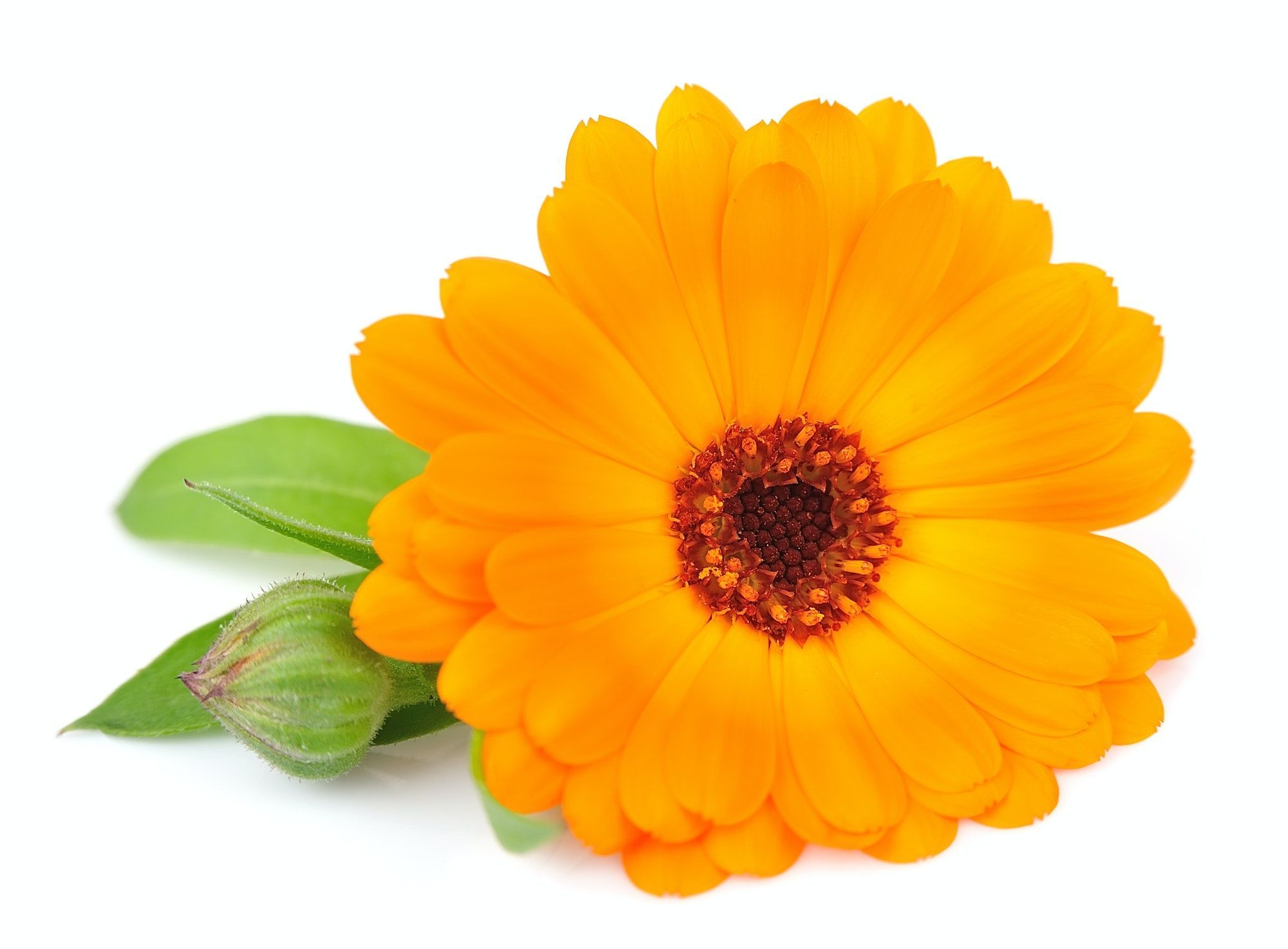 Calendula flowers