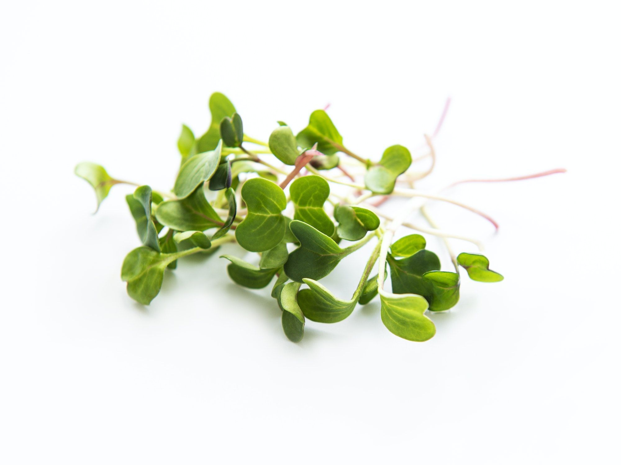 Heap of radish micro greens