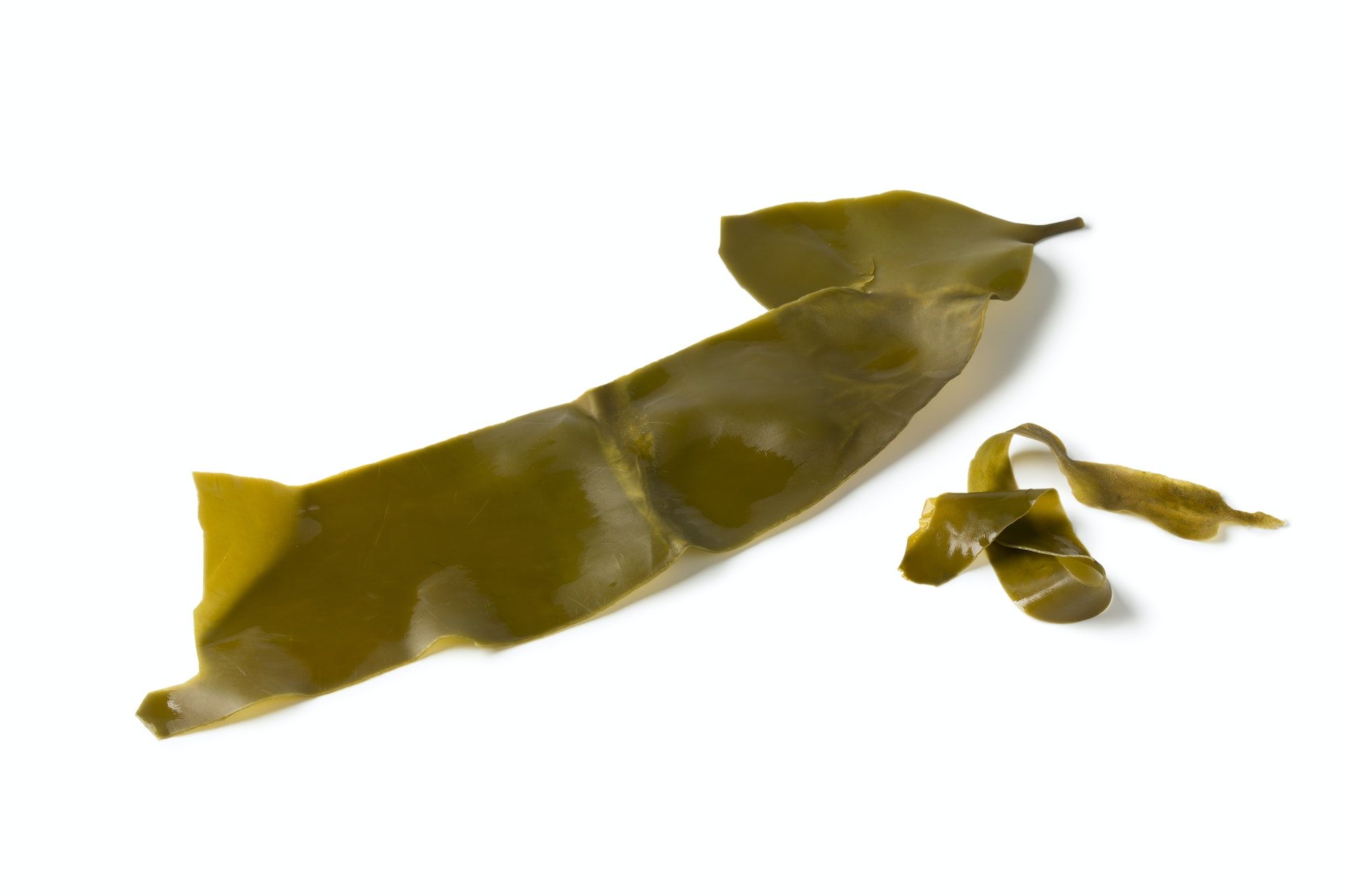 Leaf of Japanese kombu soaked seaweed