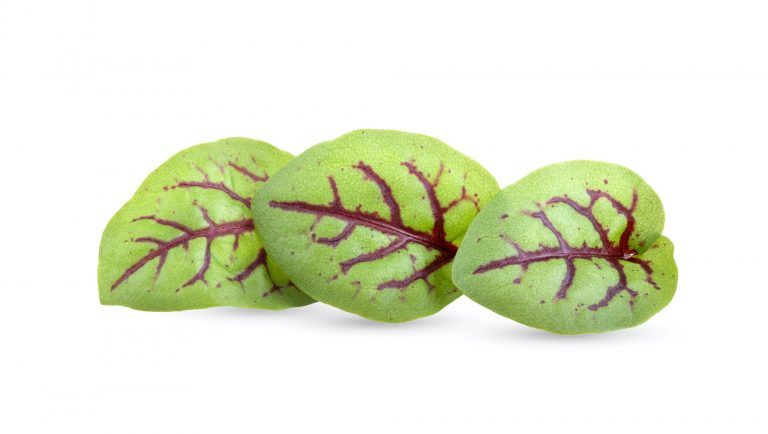 red sorrel leaves isolated on white background