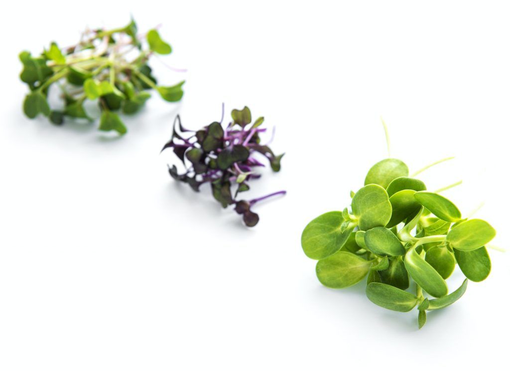 Set of fresh and healthy microgreens
