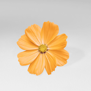 Flor Cosmos Comestible