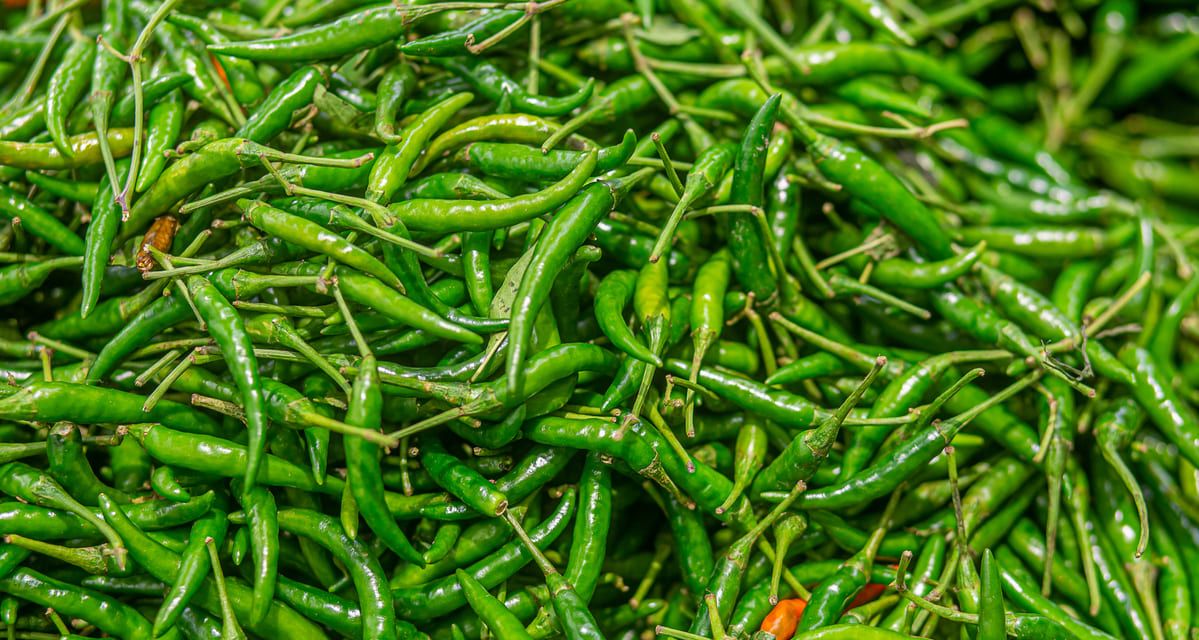 tipos de chiles