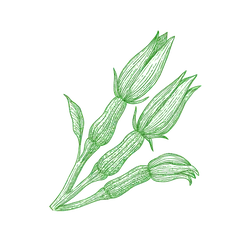 Singular Veggies
