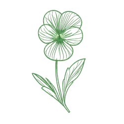 Flores Comestibles