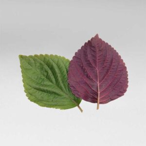 Hoja Shiso Bicolor