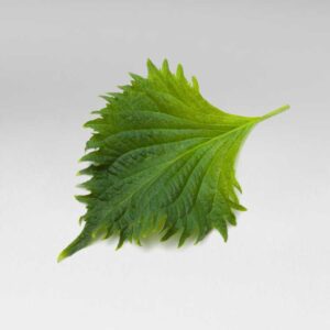 Hoja Shiso Verde